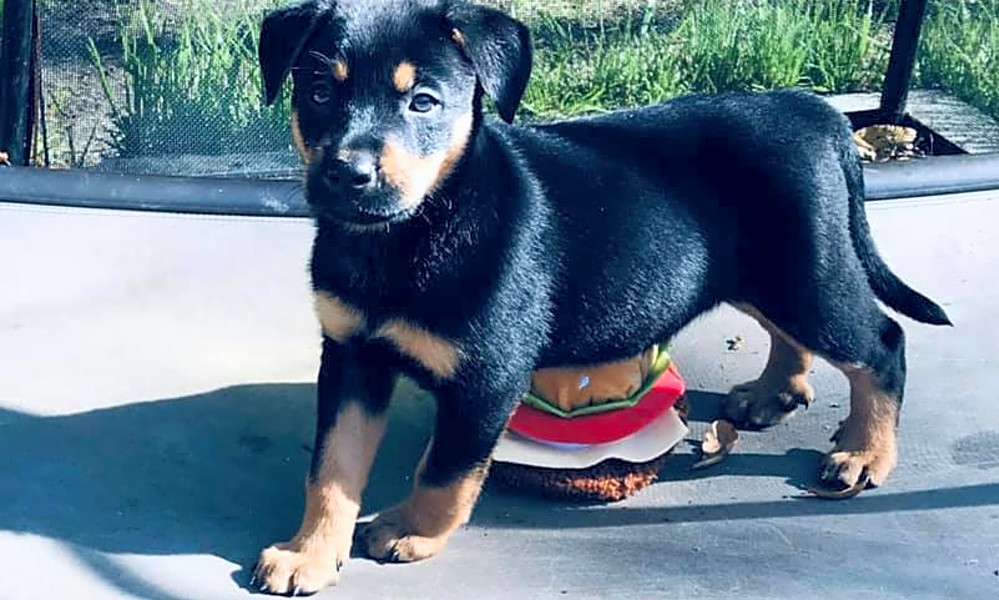 Rottweiler cur mix sales