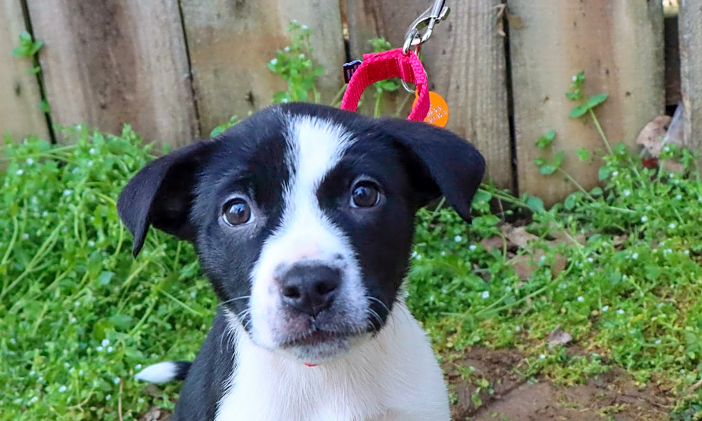 These Nashville Based Puppies Are Up For Adoption And In Need Of A