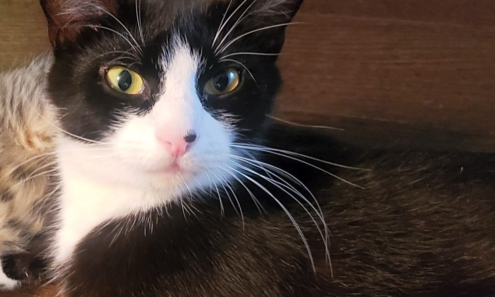 These Philadelphia Based Felines Are Up For Adoption And In Need