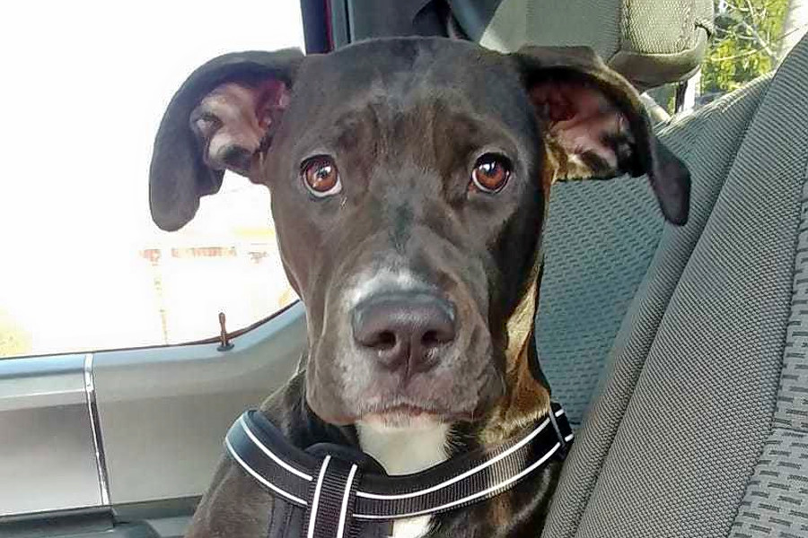 (Credit: Bright Point Rescue/ Hoodline)