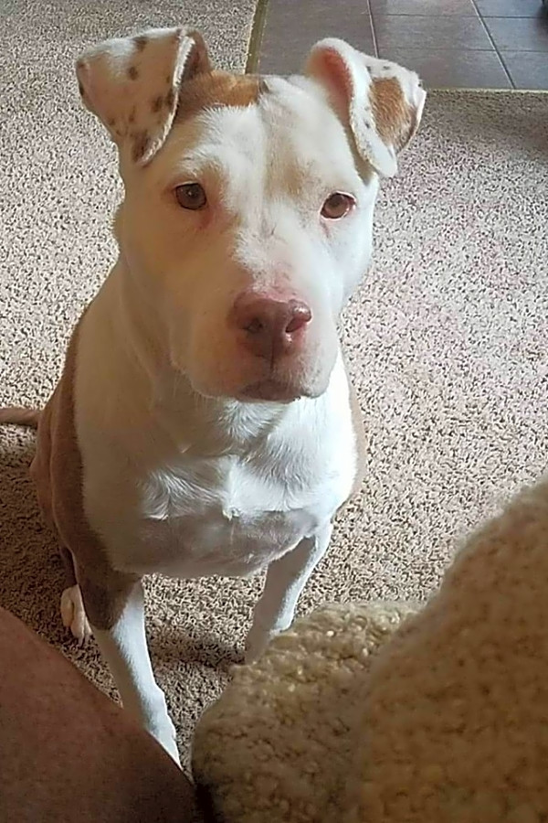 adopt now in colorado springs