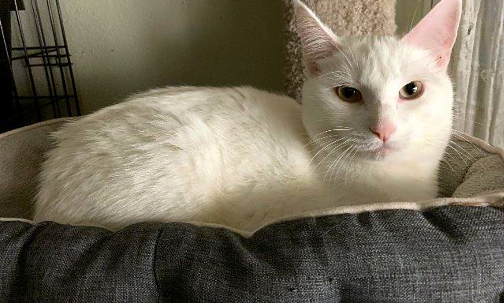 7 Cool Kitties To Adopt Now In St Louis Hoodline