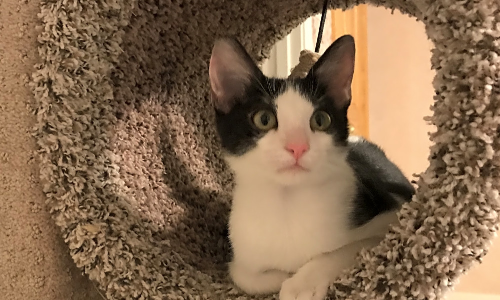 These Dallas Based Kittens Are Up For Adoption And In Need Of Good