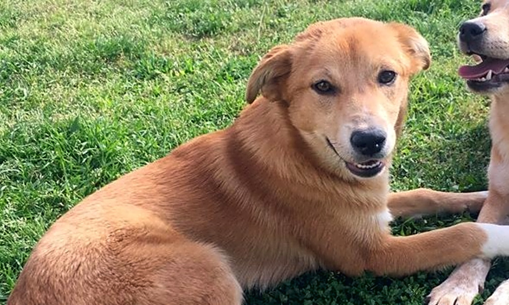 Ridgeback heeler mix top