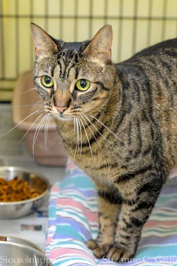 These New Orleans Based Cats Are Up For Adoption And In Need Of A