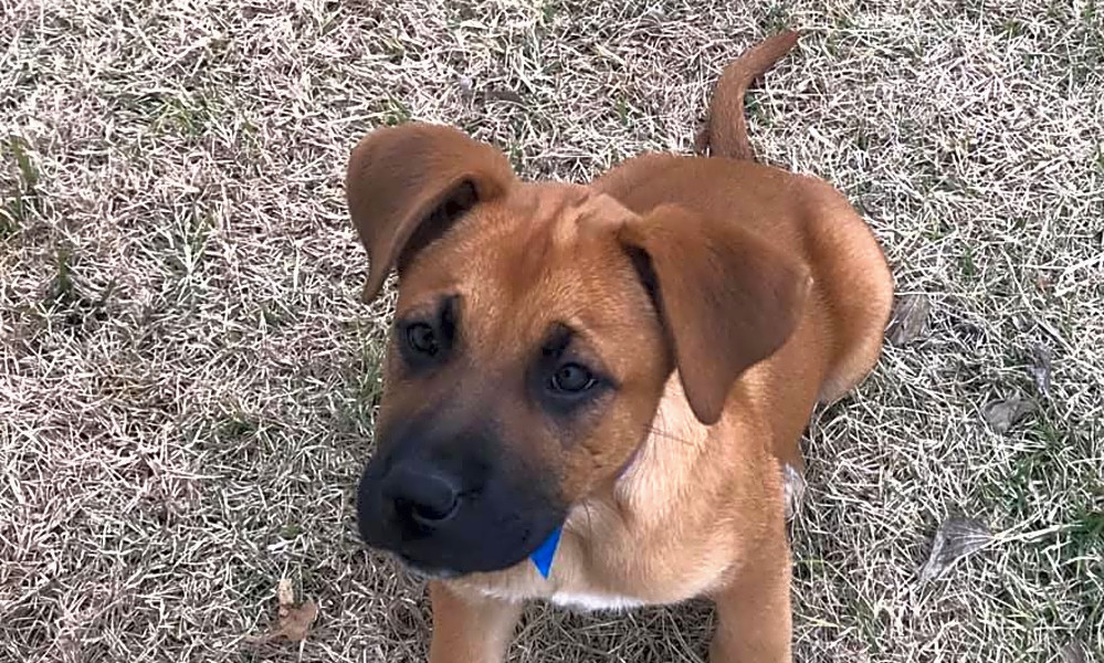 6 Adorable Pups To Adopt Now In Plano Hoodline
