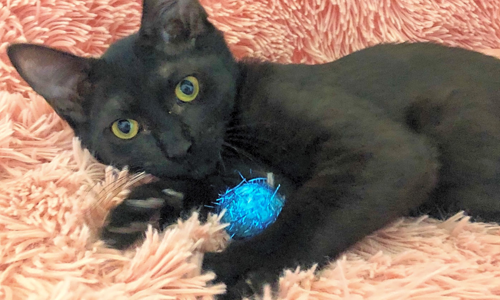 7 Cute Cats Ready To Adopt Now In Fort Worth Hoodline