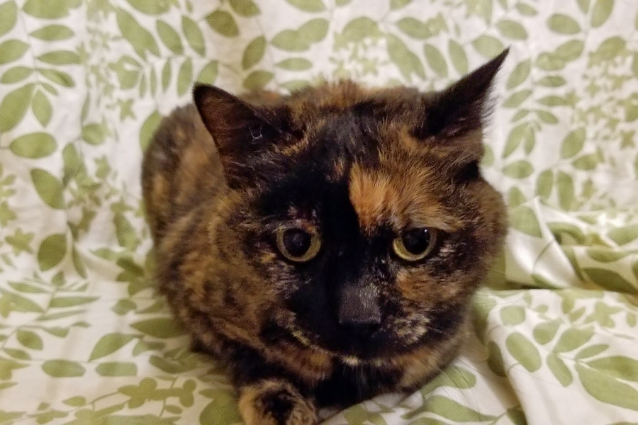 Cats in Kansas City looking for their fur-ever homes