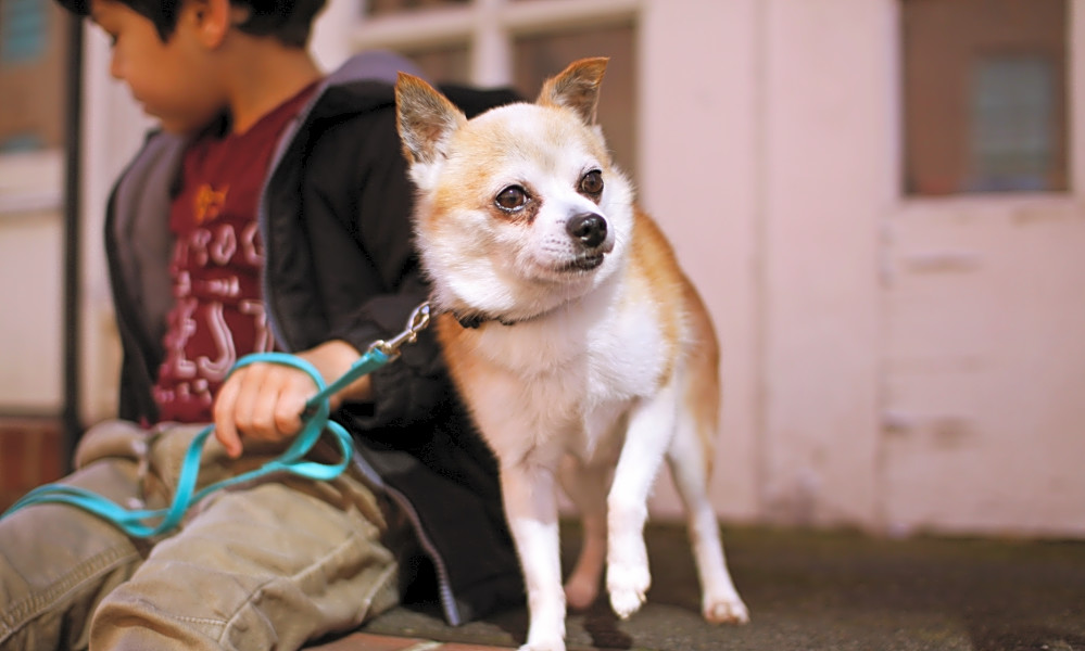 chihuahua eskimo mix