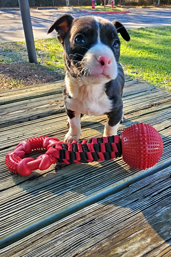 Want to adopt a pet? Here are 4 perfect pups to adopt now ...