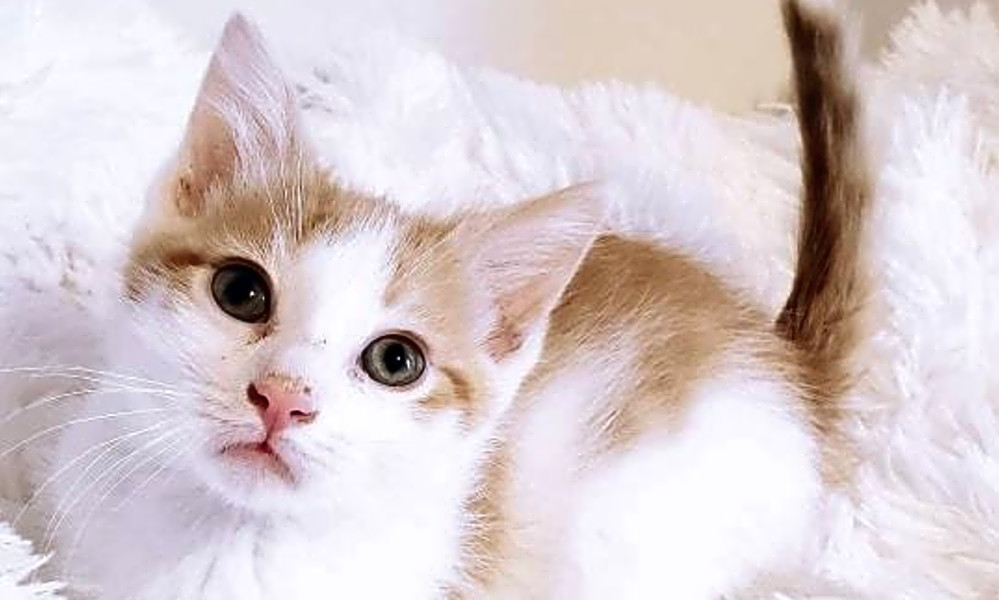 Looking To Adopt A Pet Here Are 5 Cuddly Kittens To Adopt Now In