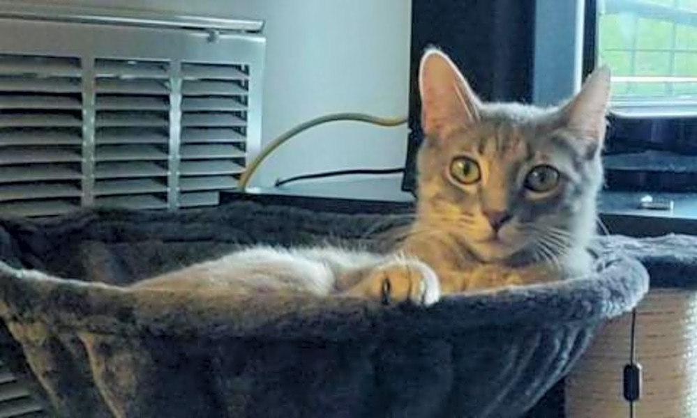 These Cheeky Austin Based Cats Are Up For Adoption And In Need Of Good Homes Hoodline