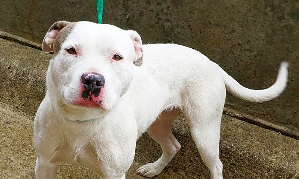 pit bull terrier adoption
