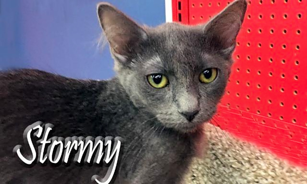 These Las Vegas Based Kitties Are Up For Adoption And In Need Of A