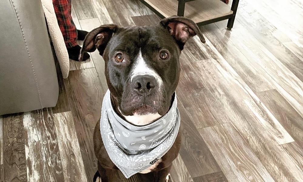 7 lovable pups to adopt now in chicago