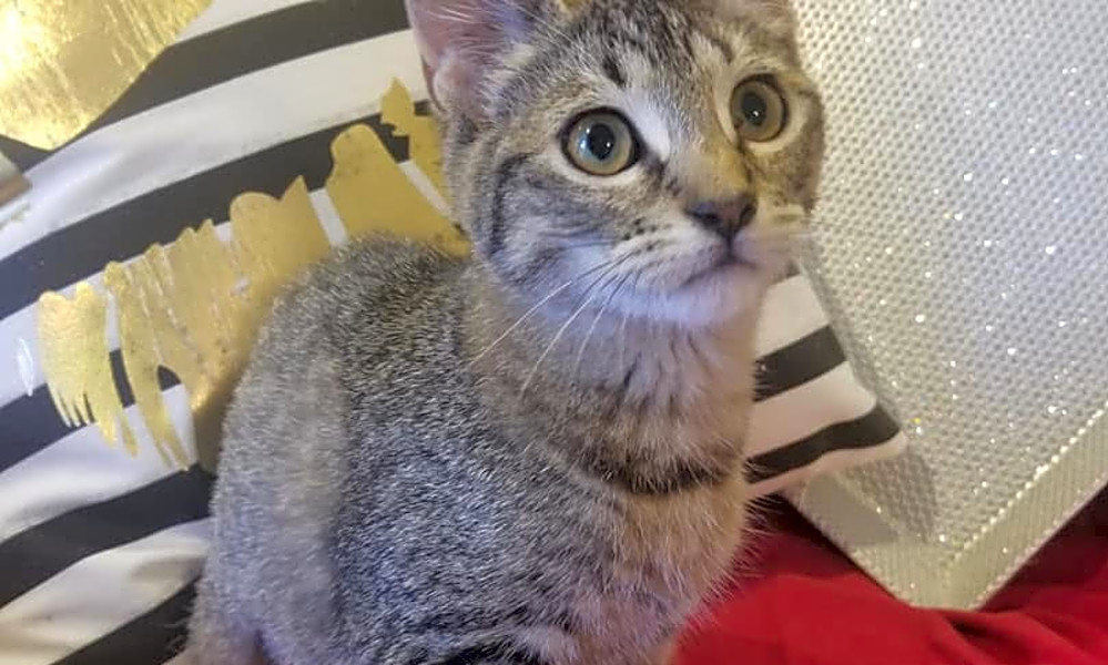 Looking To Adopt A Pet Here Are 6 Cuddly Kittens To Adopt Now In