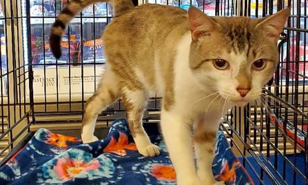 Fancy feline rescue of the on sale south