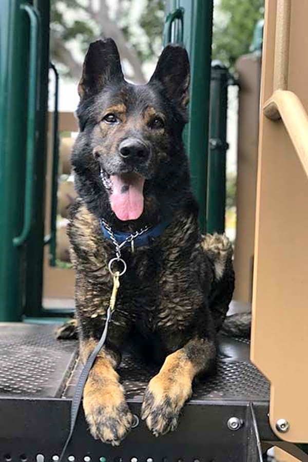 east coast german shepherd rescue