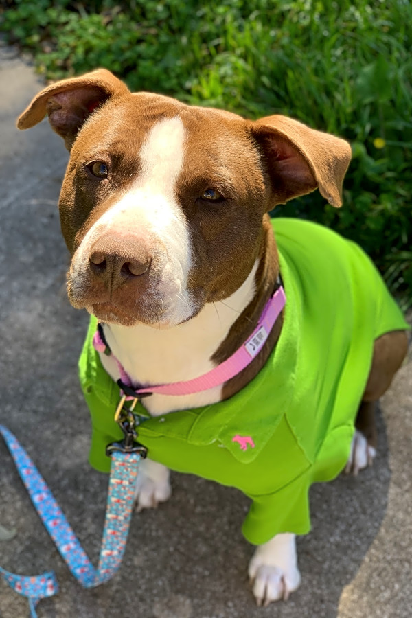 Want To Adopt A Pet Here Are 7 Cuddly Canines To Adopt Now In Austin Hoodline
