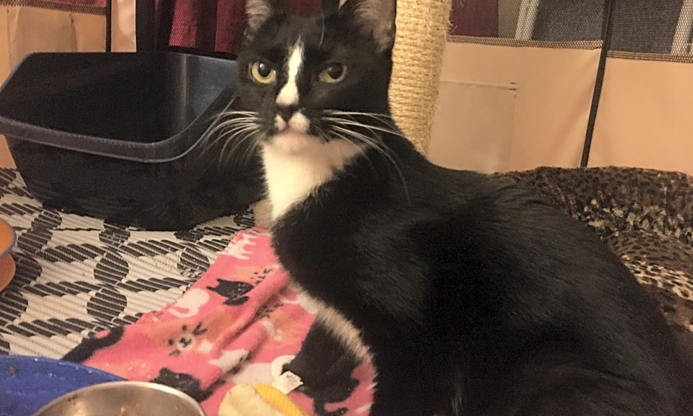 7 Furry Felines To Adopt Now In Cincinnati Hoodline
