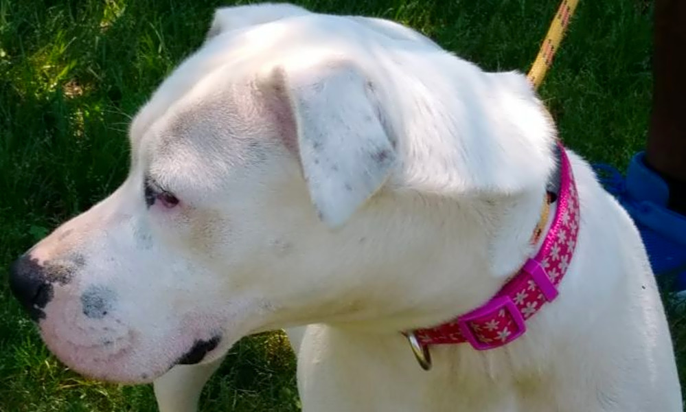 These Orlando Based Dogs Are Up For Adoption And In Need Of A Good Home