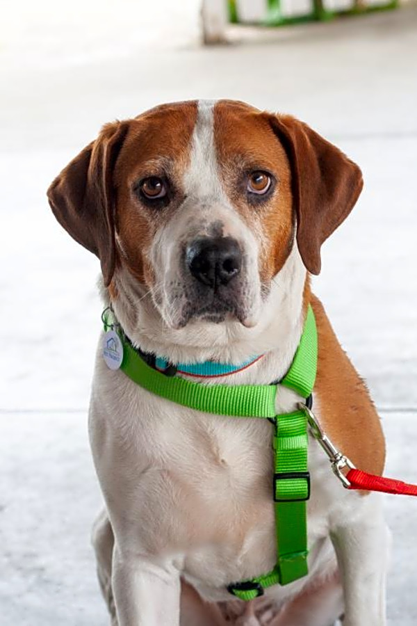 7 Cuddly Canines To Adopt Now In San Jose Hoodline