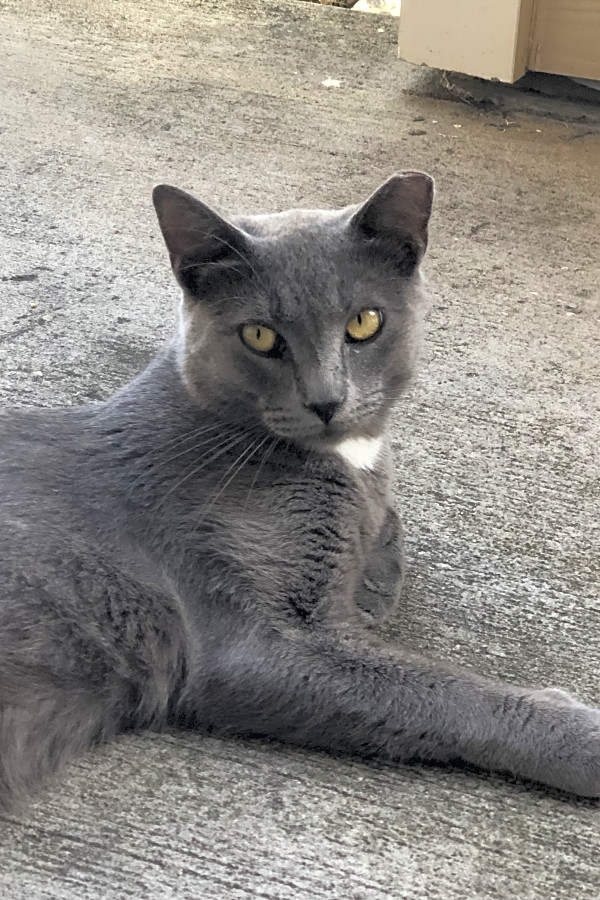 These Orlando based cats are up for adoption and in need of a good