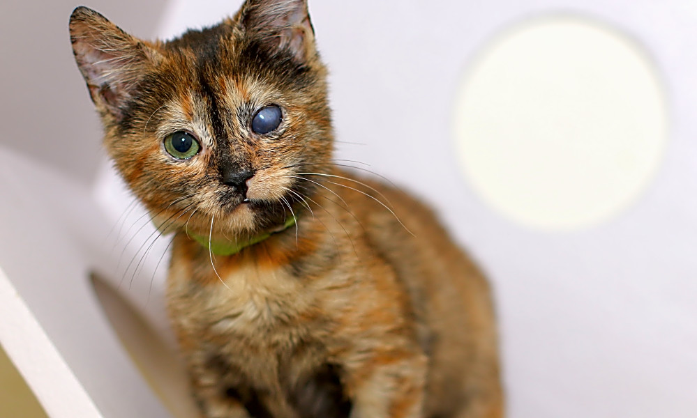 These Charlotte Based Kittens Are Up For Adoption And In Need Of A