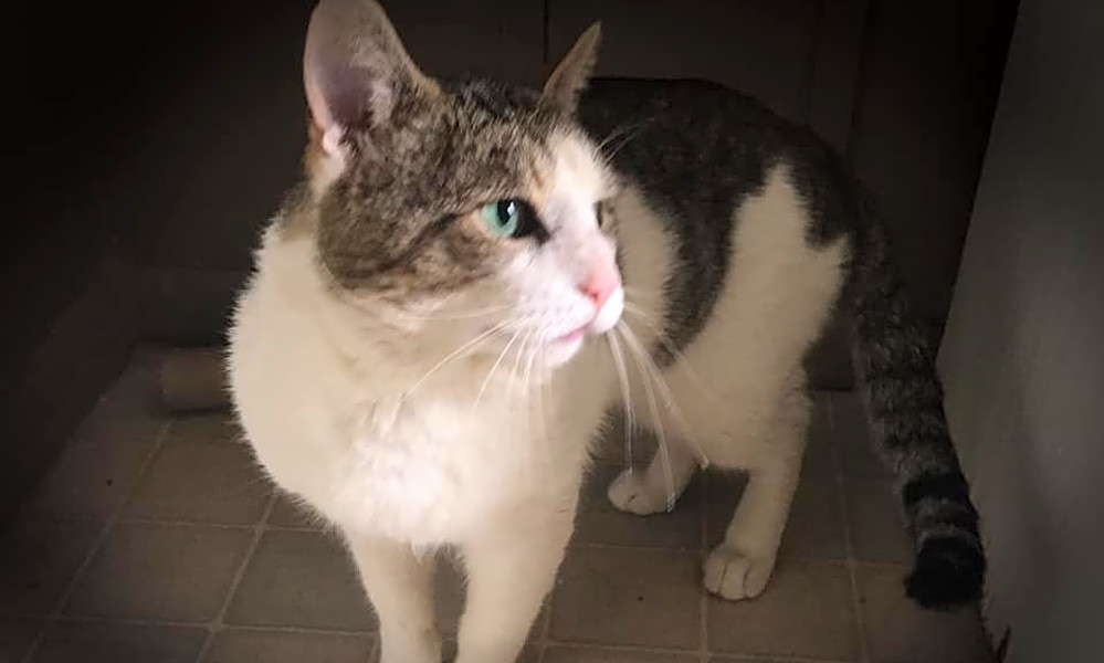 Cats In Cleveland Looking For Their Fur Ever Homes Hoodline
