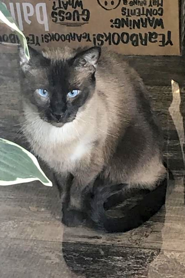 Want To Adopt A Pet Here Are 5 Lovable Kitties To Adopt Now In Austin