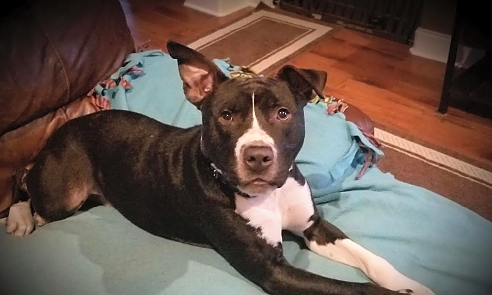 Hearts of best sale gold pit rescue