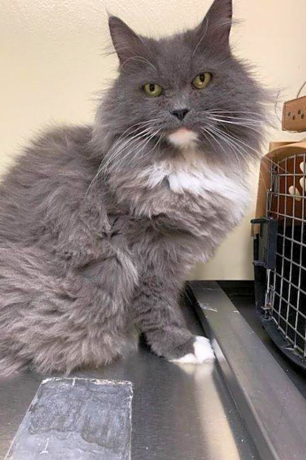 7 Cool Kitties To Adopt Now In St Louis Hoodline