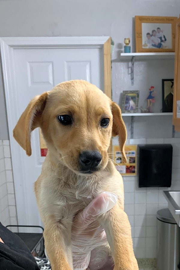 Yellow lab and beagle mix clearance