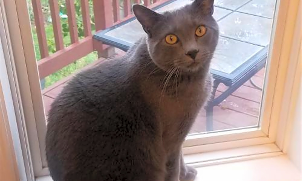 Cats In Denver Looking For Their Fur Ever Homes Hoodline