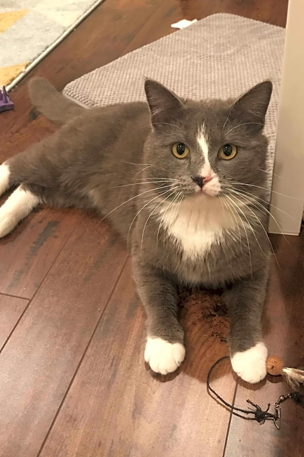 Want To Adopt A Pet Here Are 6 Cool Kitties To Adopt Now In Los