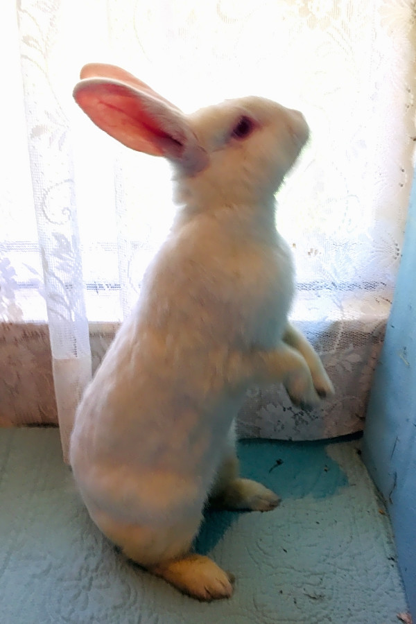 Want to adopt a pet? Here are 7 lovable rabbits to adopt now in