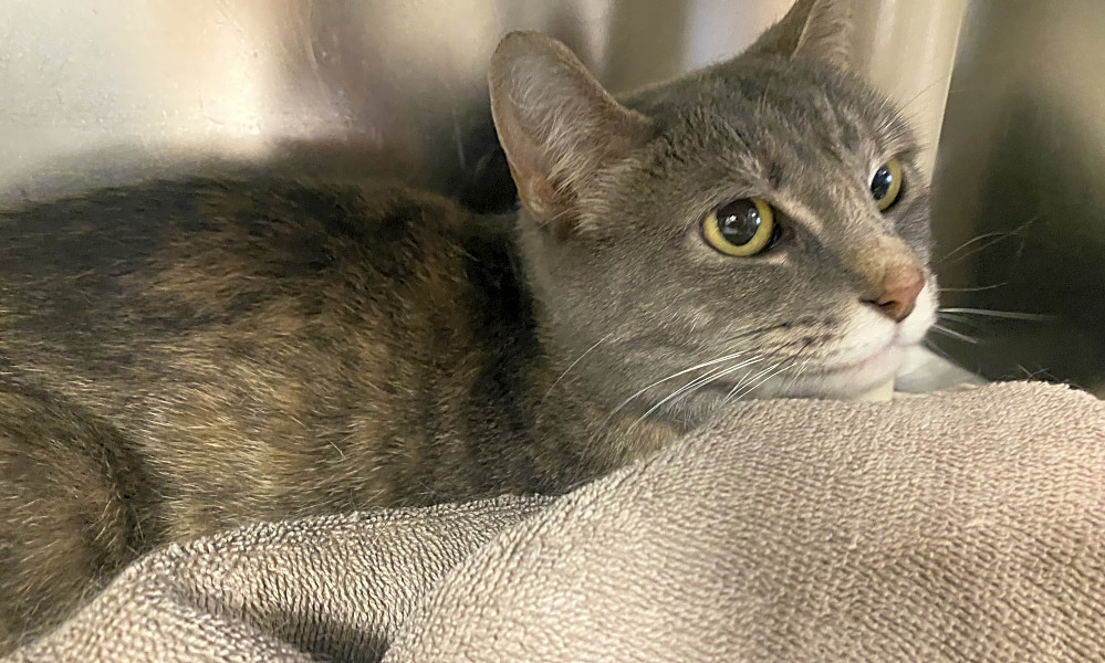 Looking To Adopt A Pet Here Are 3 Cool Kitties To Adopt Now In