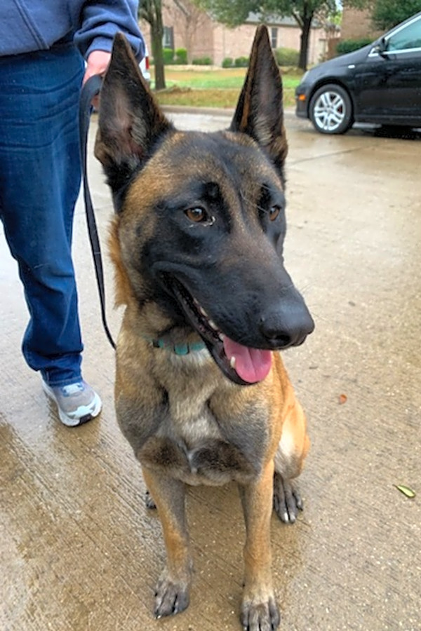 craigslist atlanta pets german shepherd