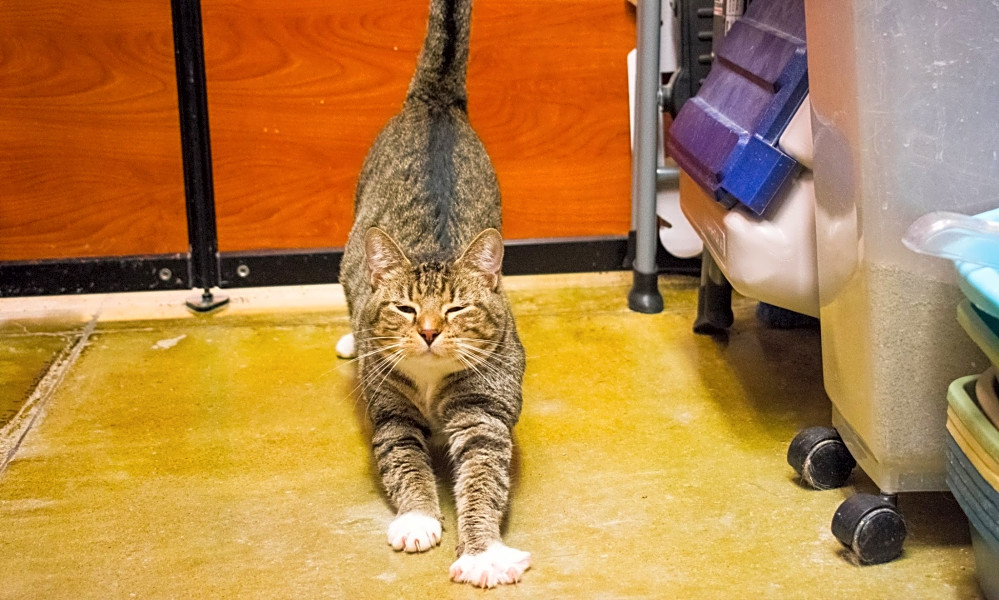 Looking To Adopt A Pet Here Are 7 Cute Kitties To Adopt Now In
