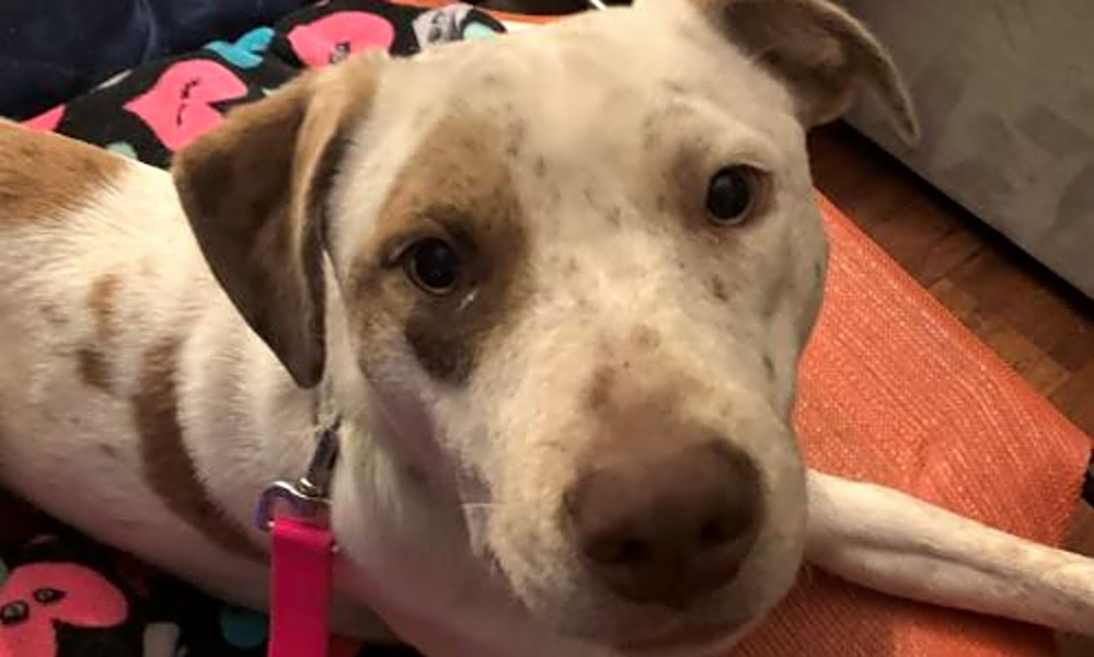 Want To Adopt A Pet Here Are 7 Cuddly Canines To Adopt Now In Seattle Hoodline