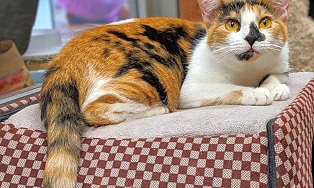 These San Francisco Based Felines Are Up For Adoption And In Need