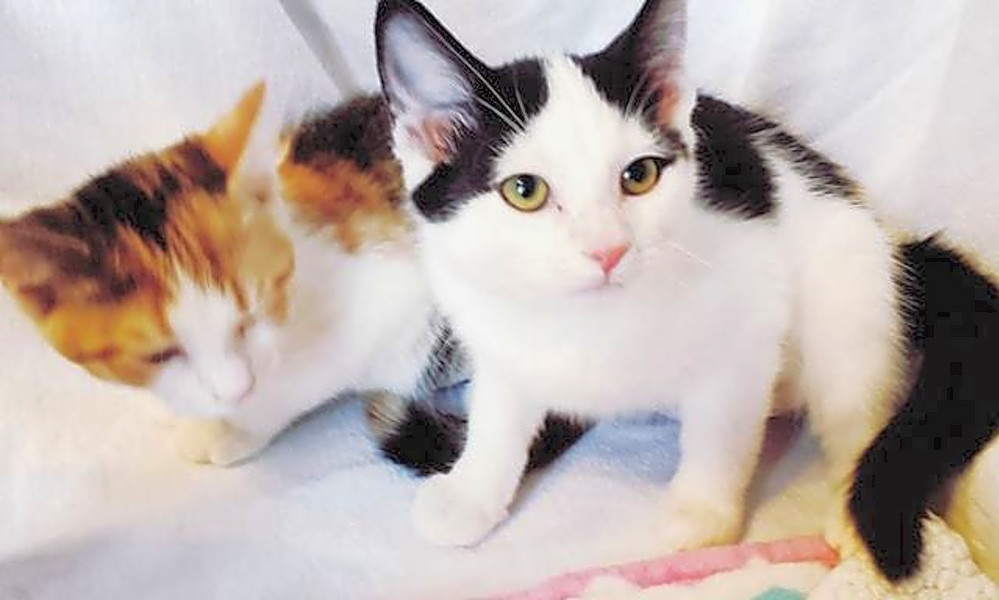 7 Fluffy Felines To Adopt Now In Lexington Hoodline