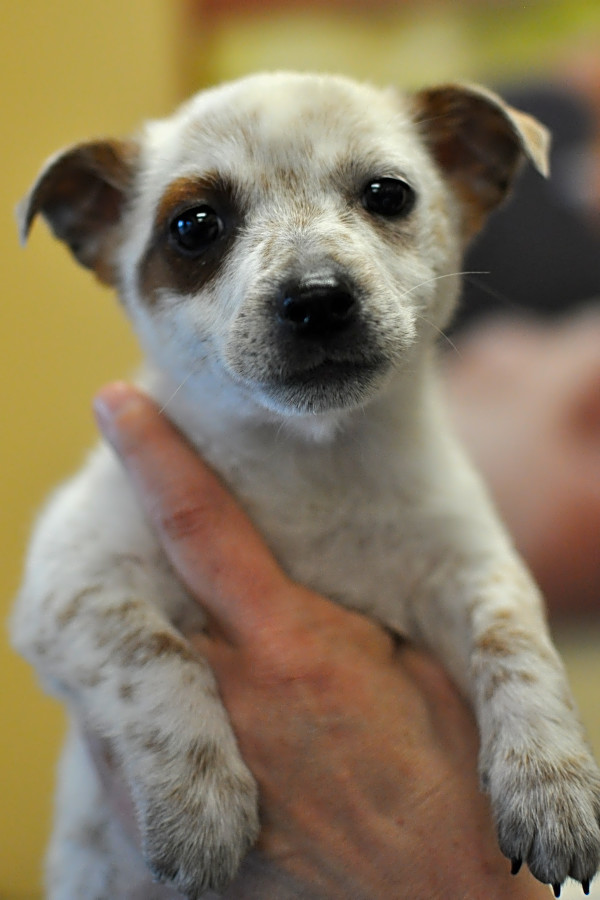 australian cattle dog and beagle mix