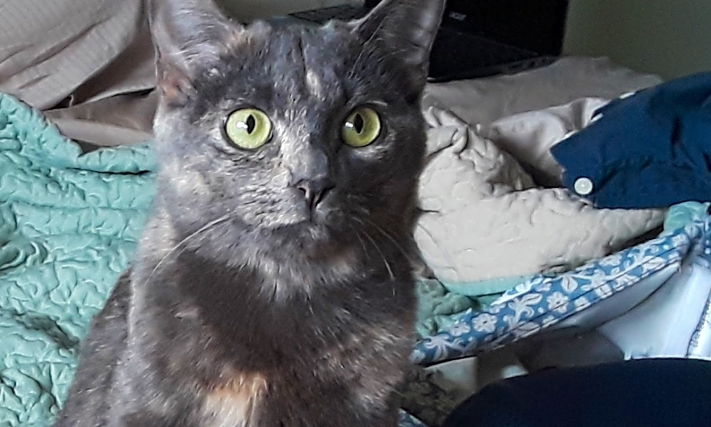 Want To Adopt A Pet Here Are 7 Lovable Kitties To Adopt Now In