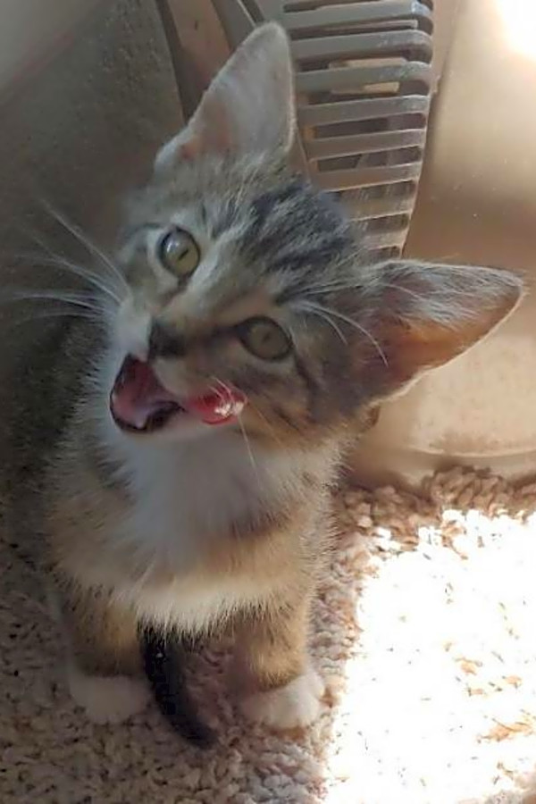 looking to adopt a kitten