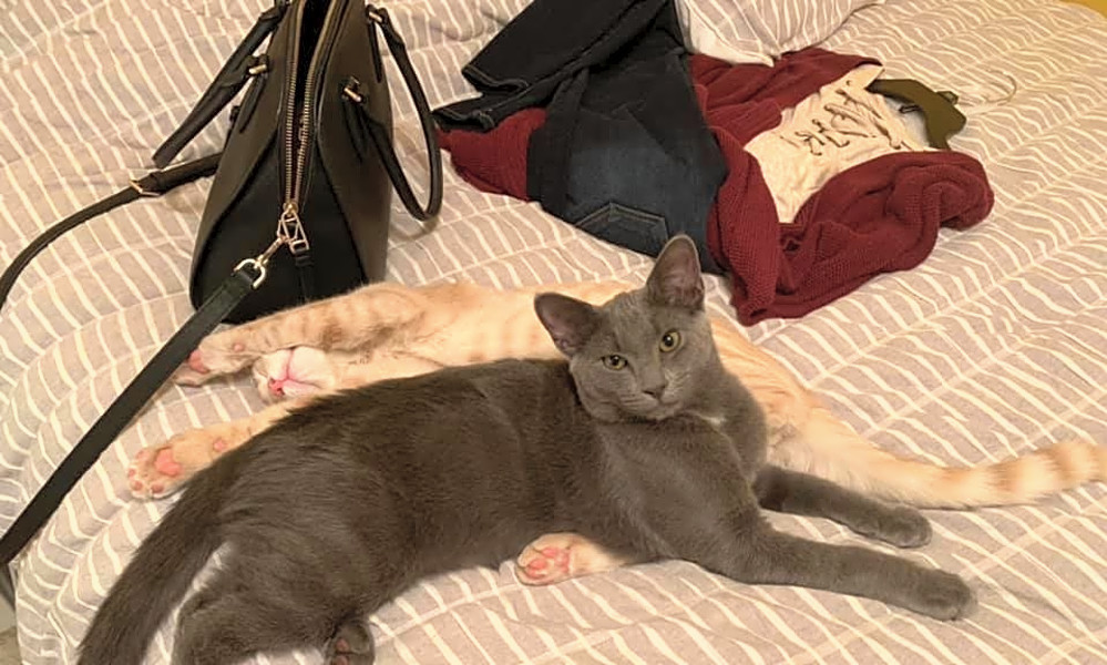 Want To Adopt A Pet Here Are 6 Fluffy Felines To Adopt Now In