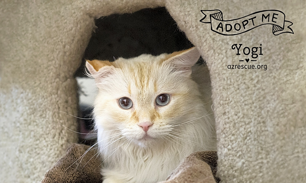 Cats In Phoenix Looking For Their Fur Ever Homes Hoodline