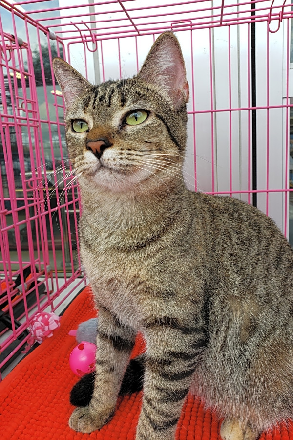 Want To Adopt A Pet Here Are 7 Furry Felines To Adopt Now In