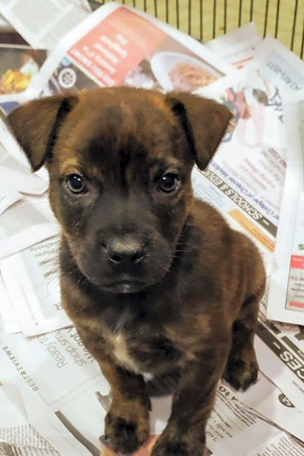 shepherd terrier mix puppy