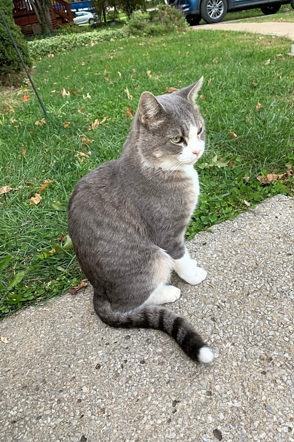 Want to adopt a pet? Here are 7 lovable kitties to adopt now in Kansas